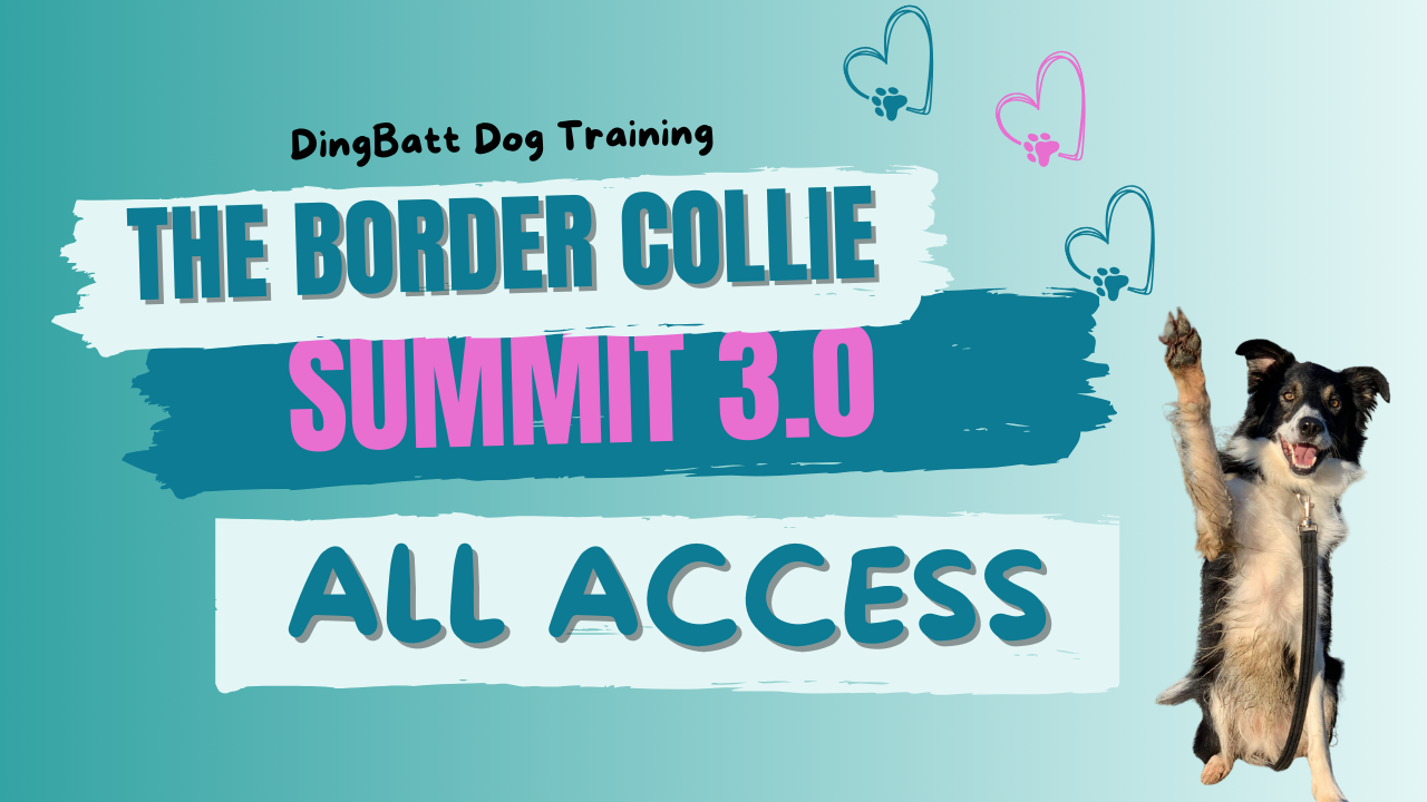 border collie training