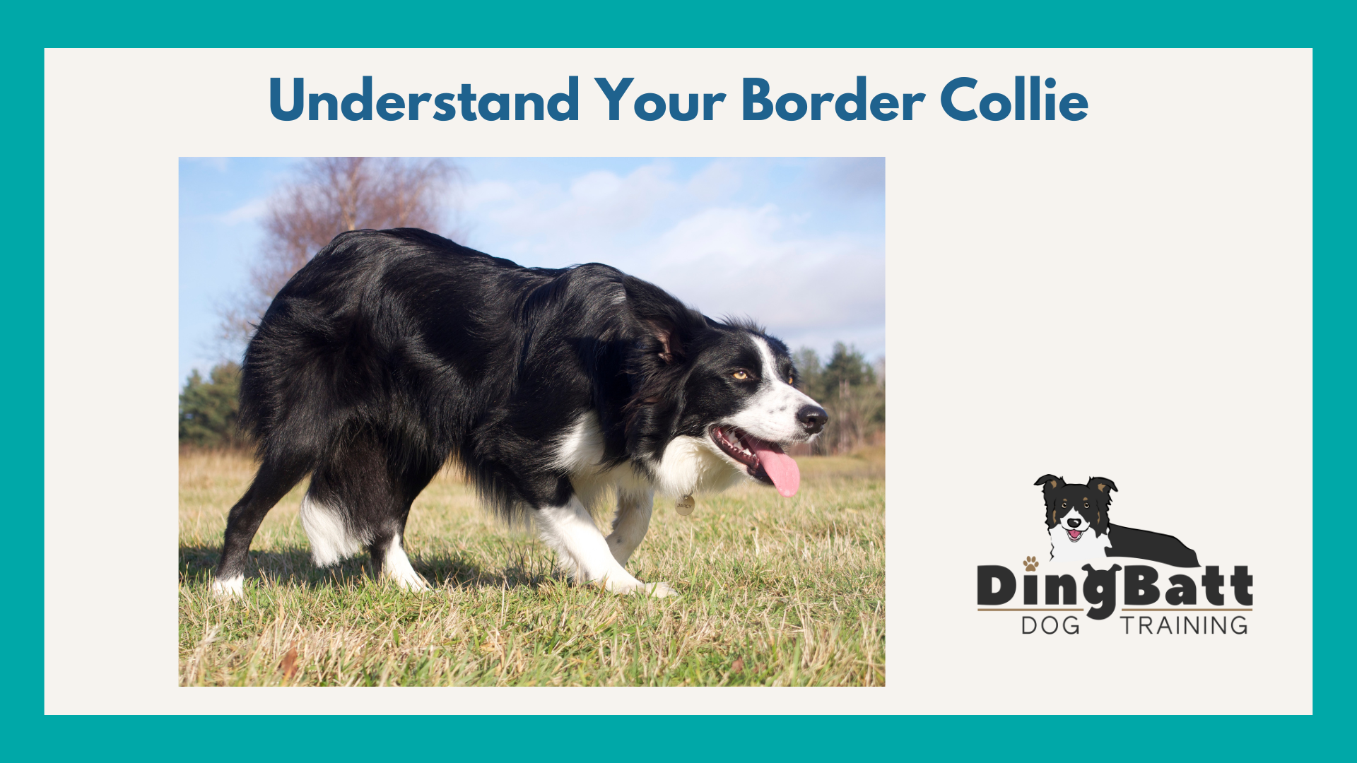 border collie training