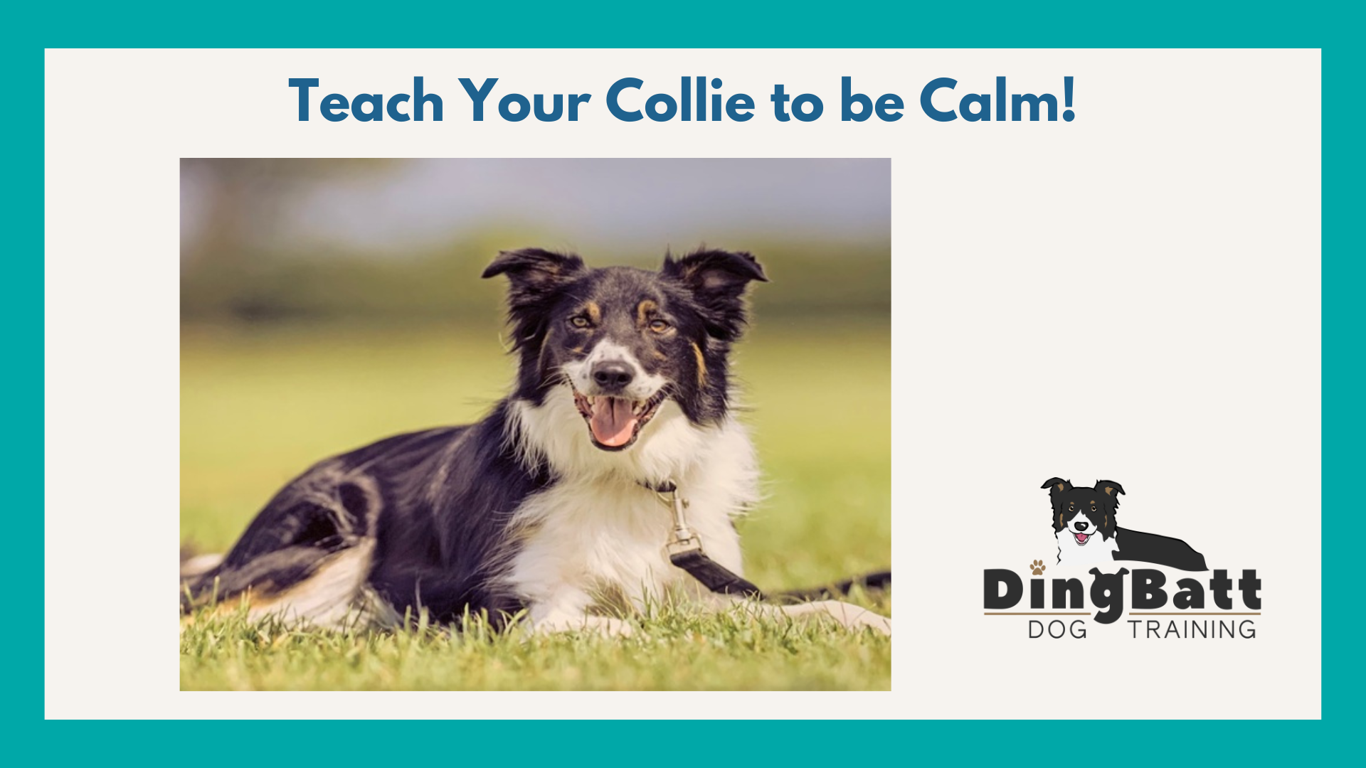 border collie training