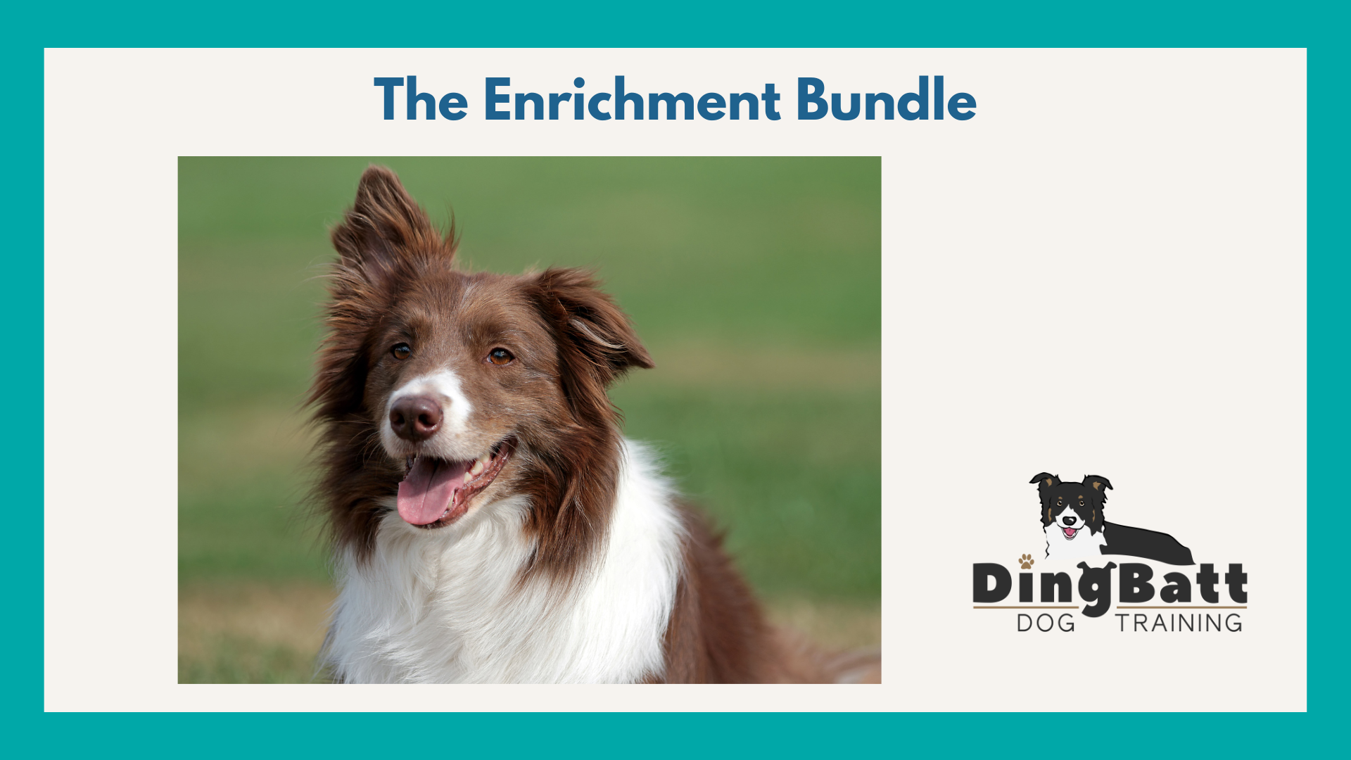 border collie training