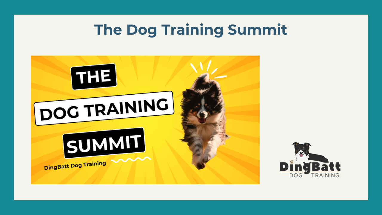 border collie training