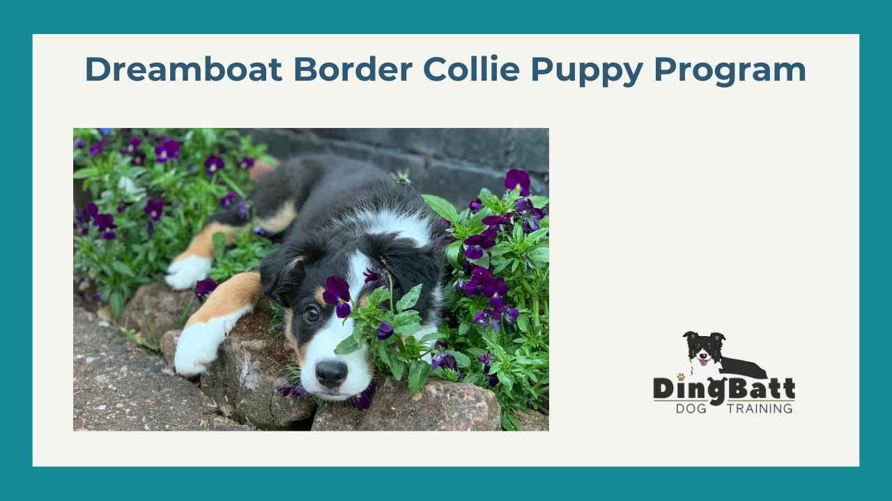 border collie training