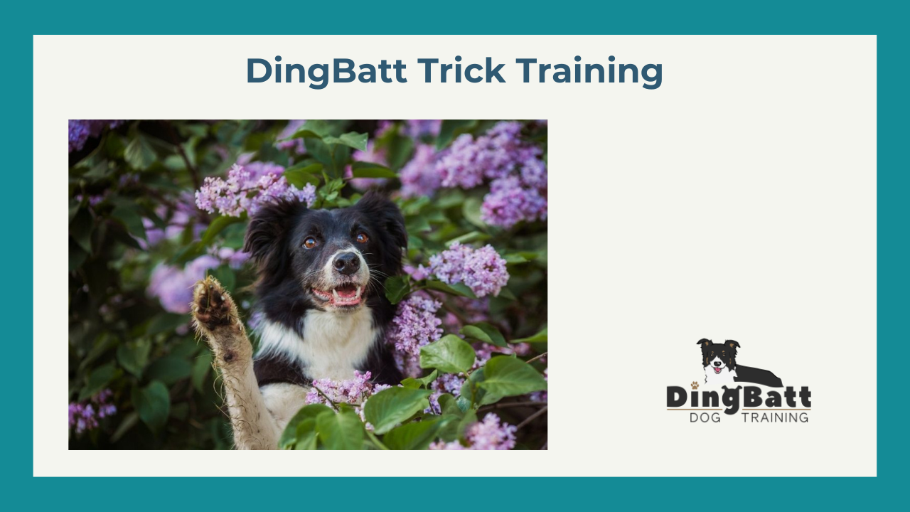 border collie training