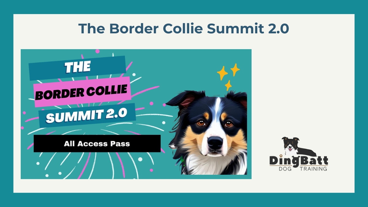 border collie training