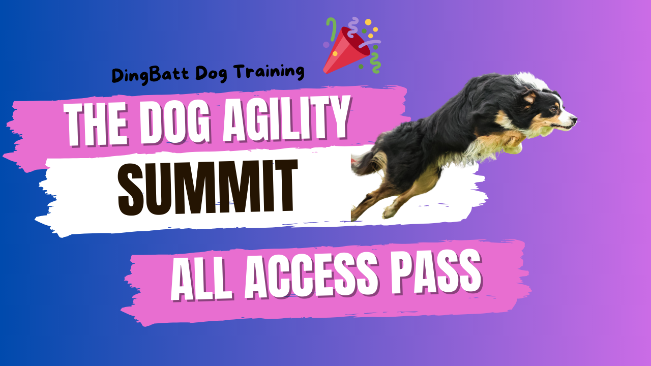 border collie training