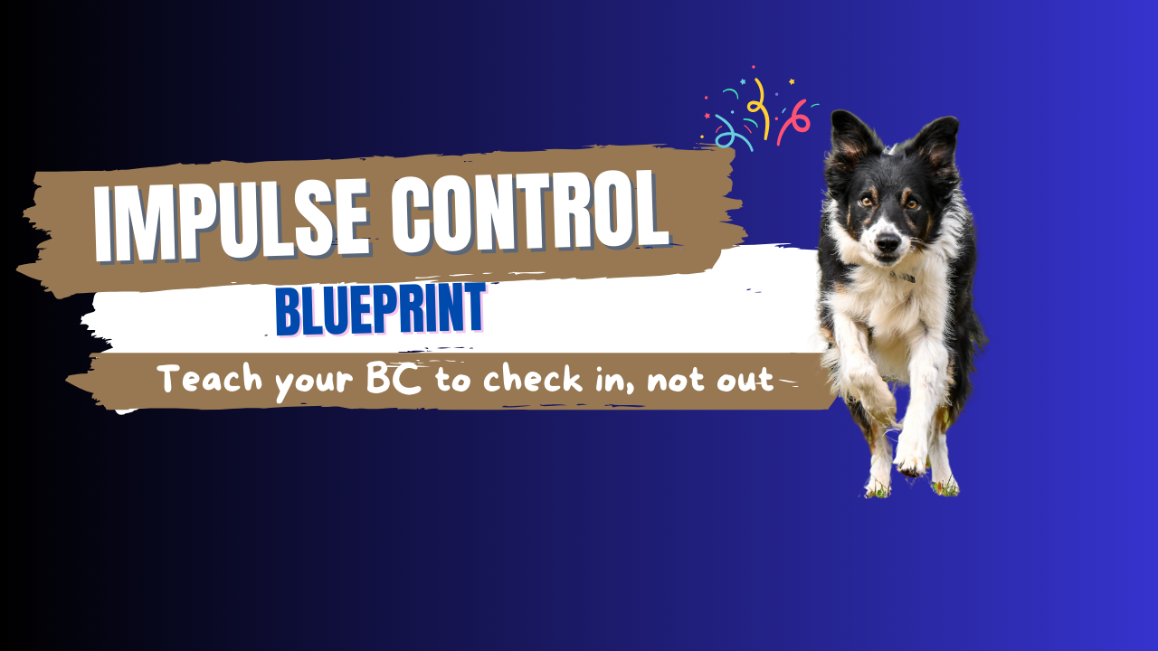 border collie training