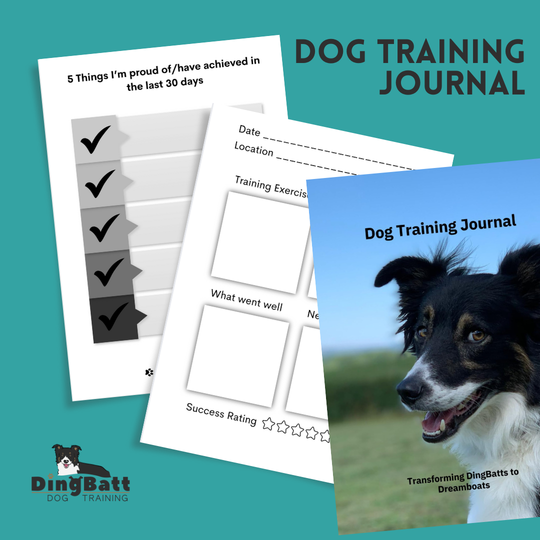 border collie training