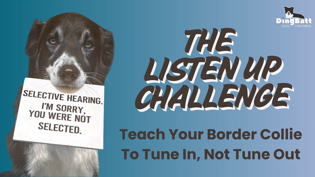 border collie training