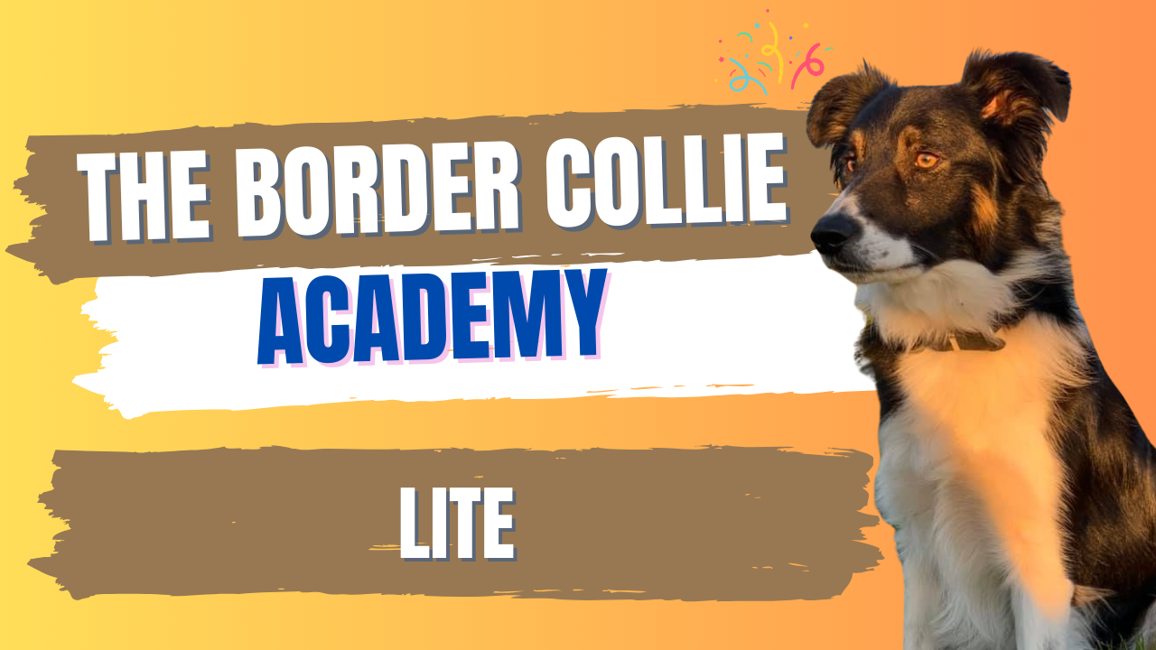 border collie training