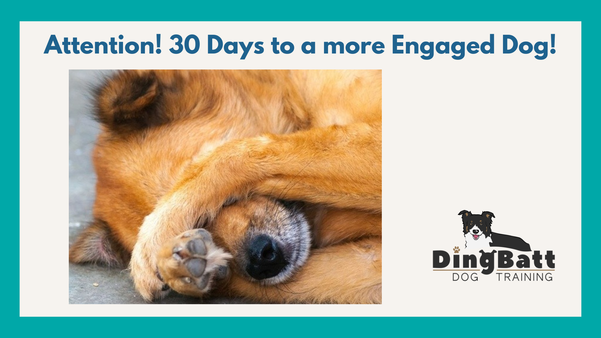 border collie training