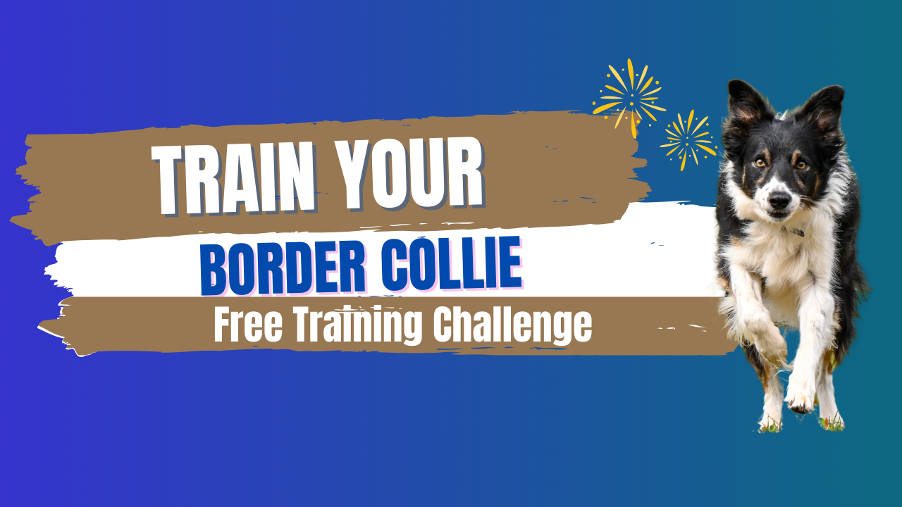 border collie training