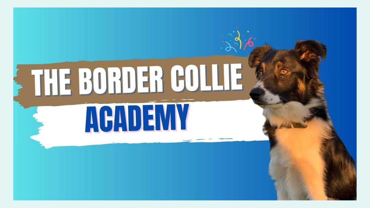 border collie training