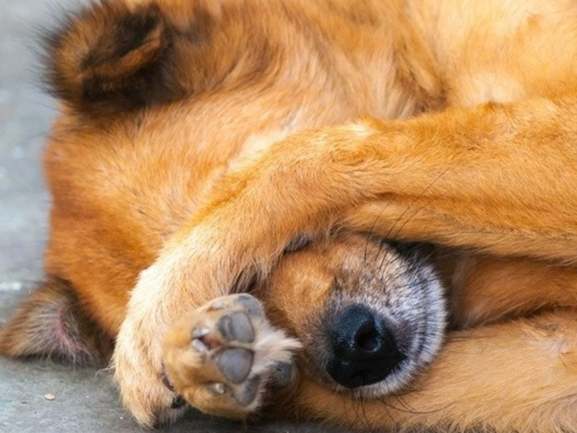 Border Collie Training