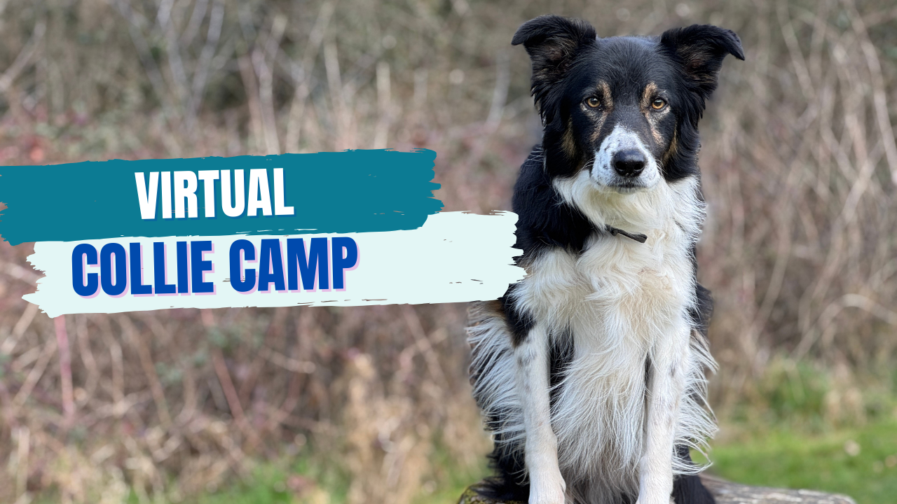 border collie training