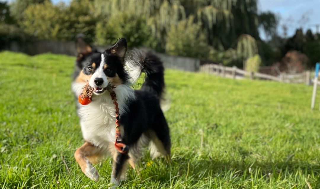 are collies high energy