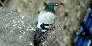 pulizia guano piccioni