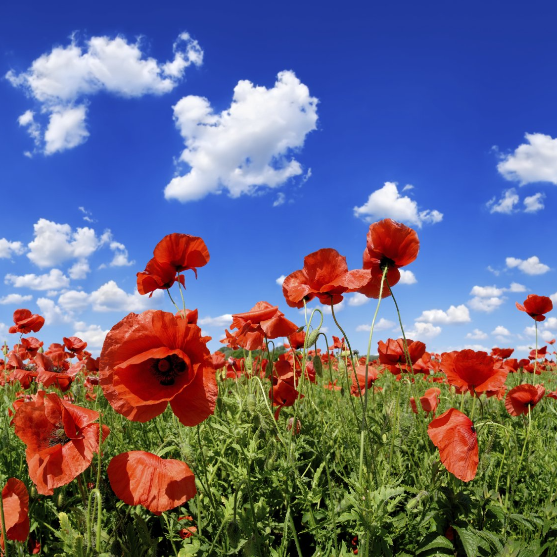 Sommerfest Sommerfest