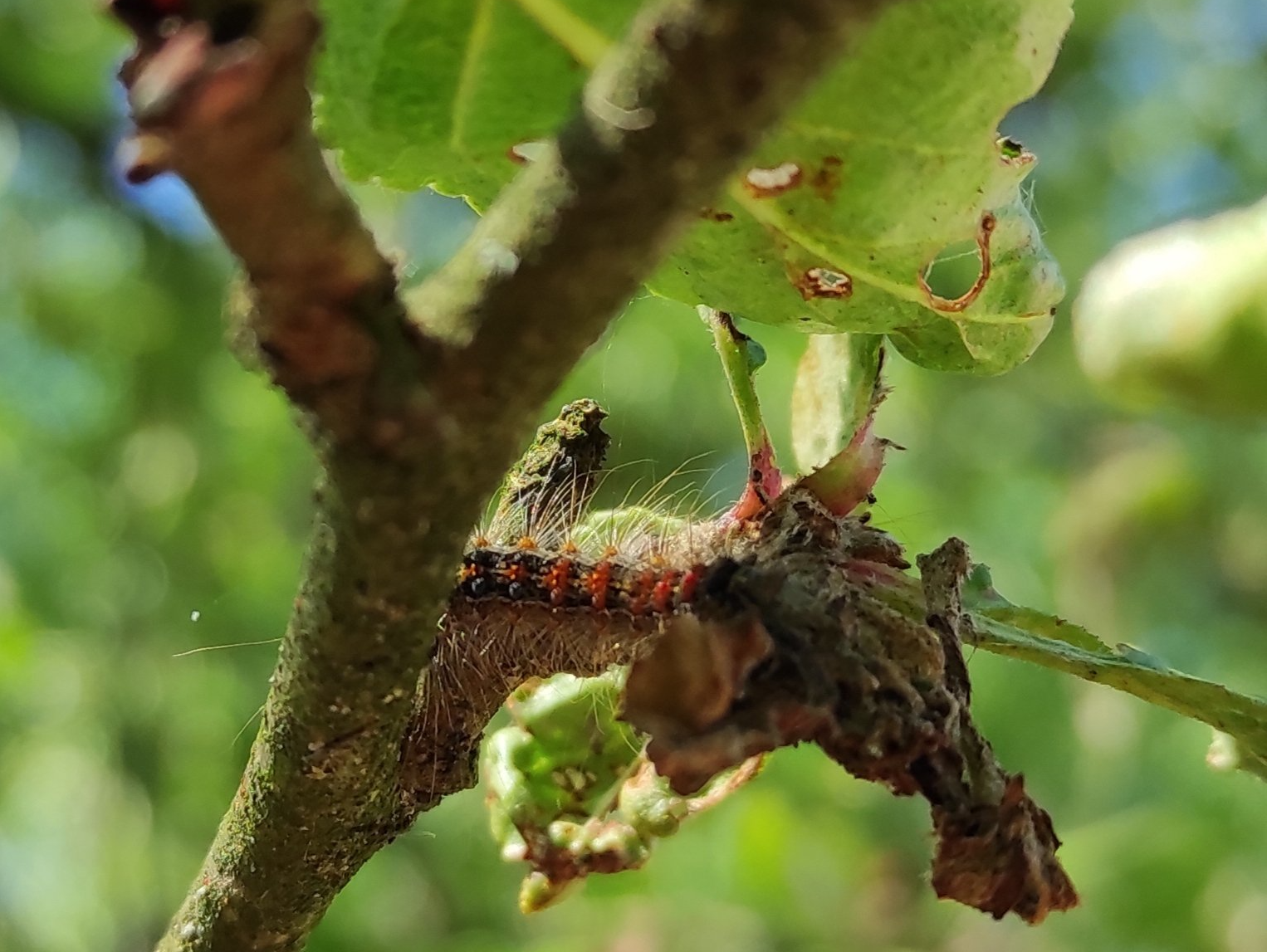 Schwammspinner Schwammspinner (Lymantria dispar) - Eichenprozessionsspinner l EPS Bekämpfung