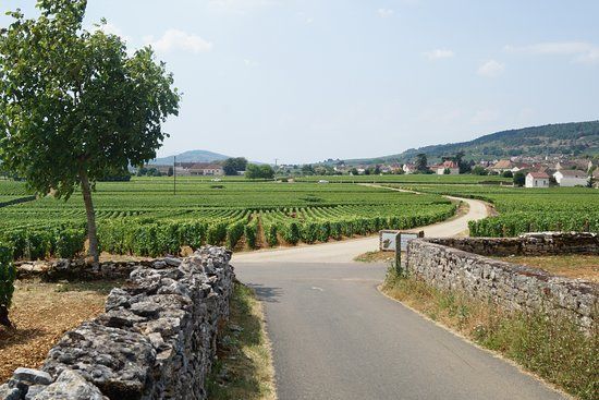 Le route des vins en vélo avec Bourgogne Randonnées