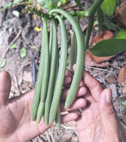 Vanille de Bali verte