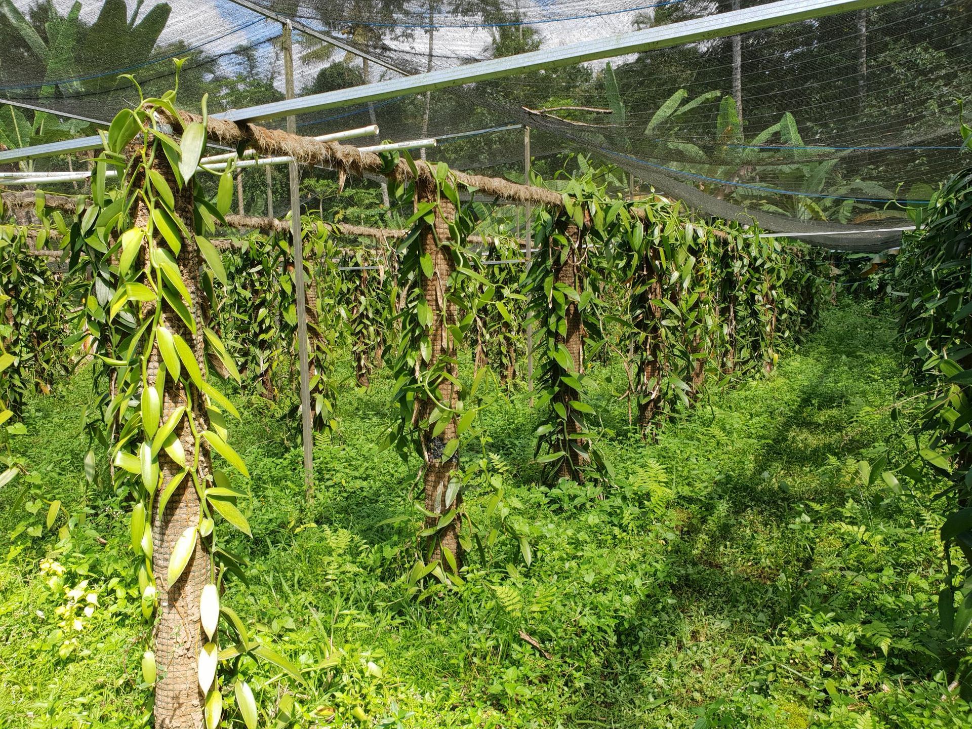Plantation Vanille de Bali