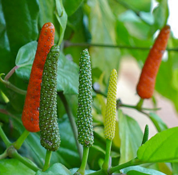 Plantation Poivre long de Java