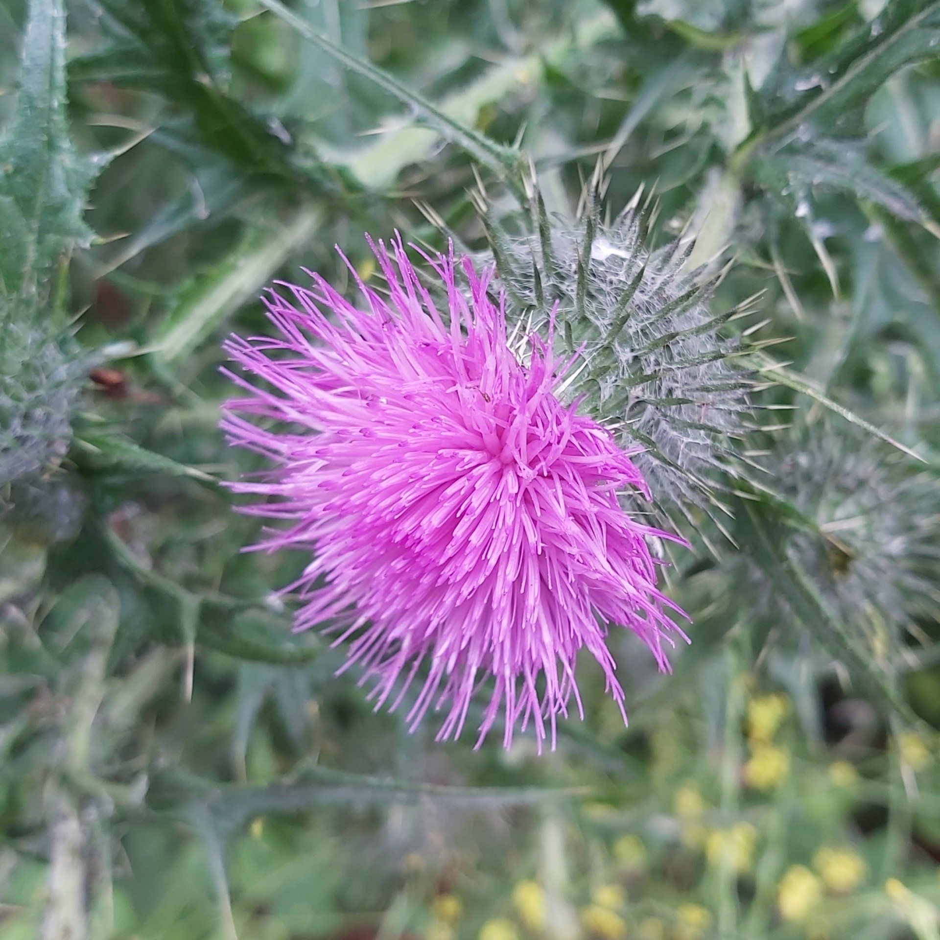 Black thistle
