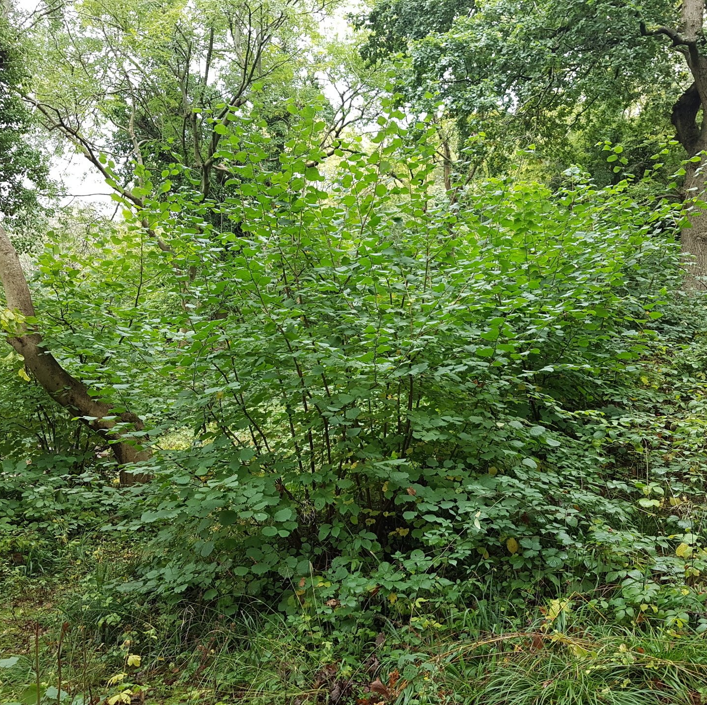 Ladyhill Wood hazel tree