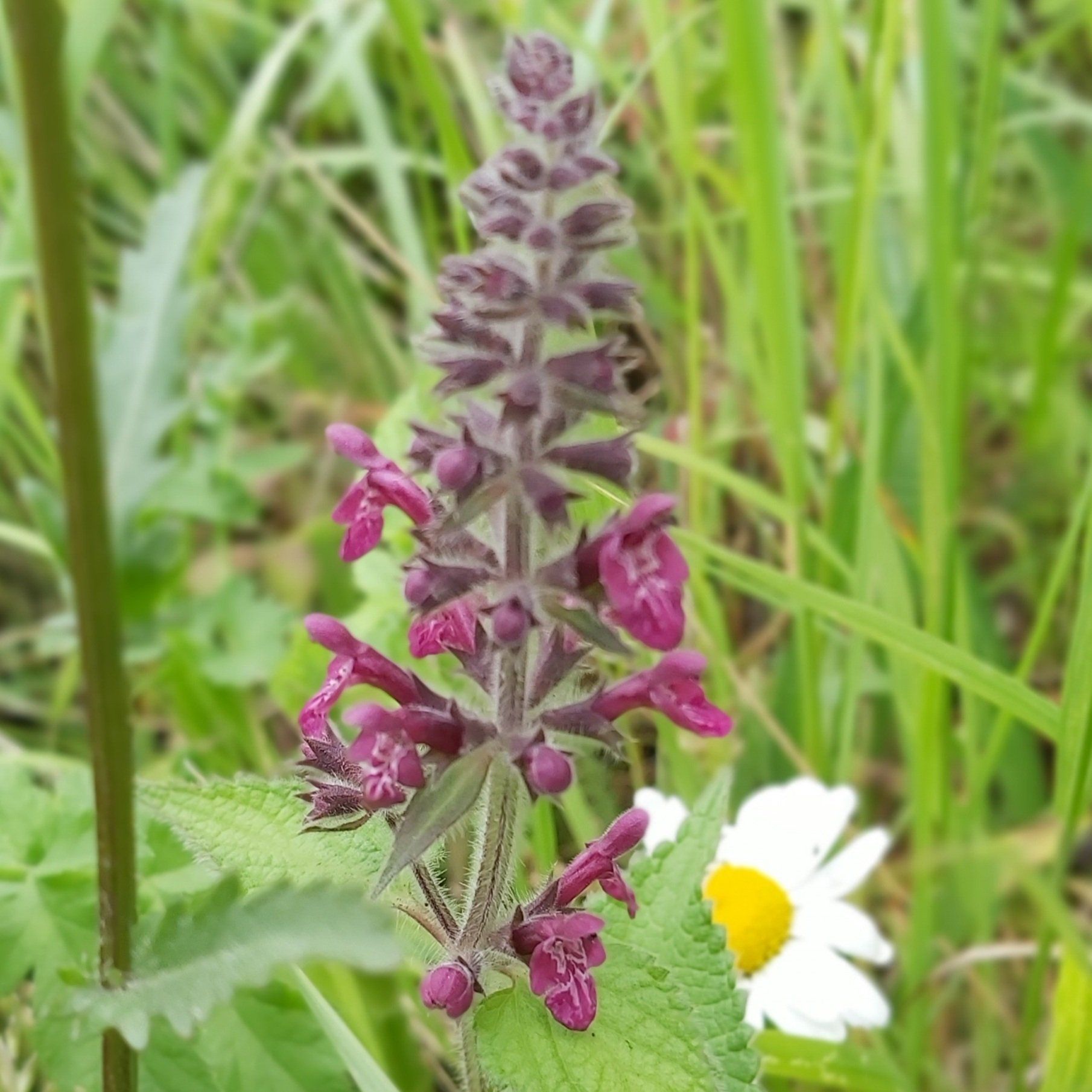 Hedge woundwort