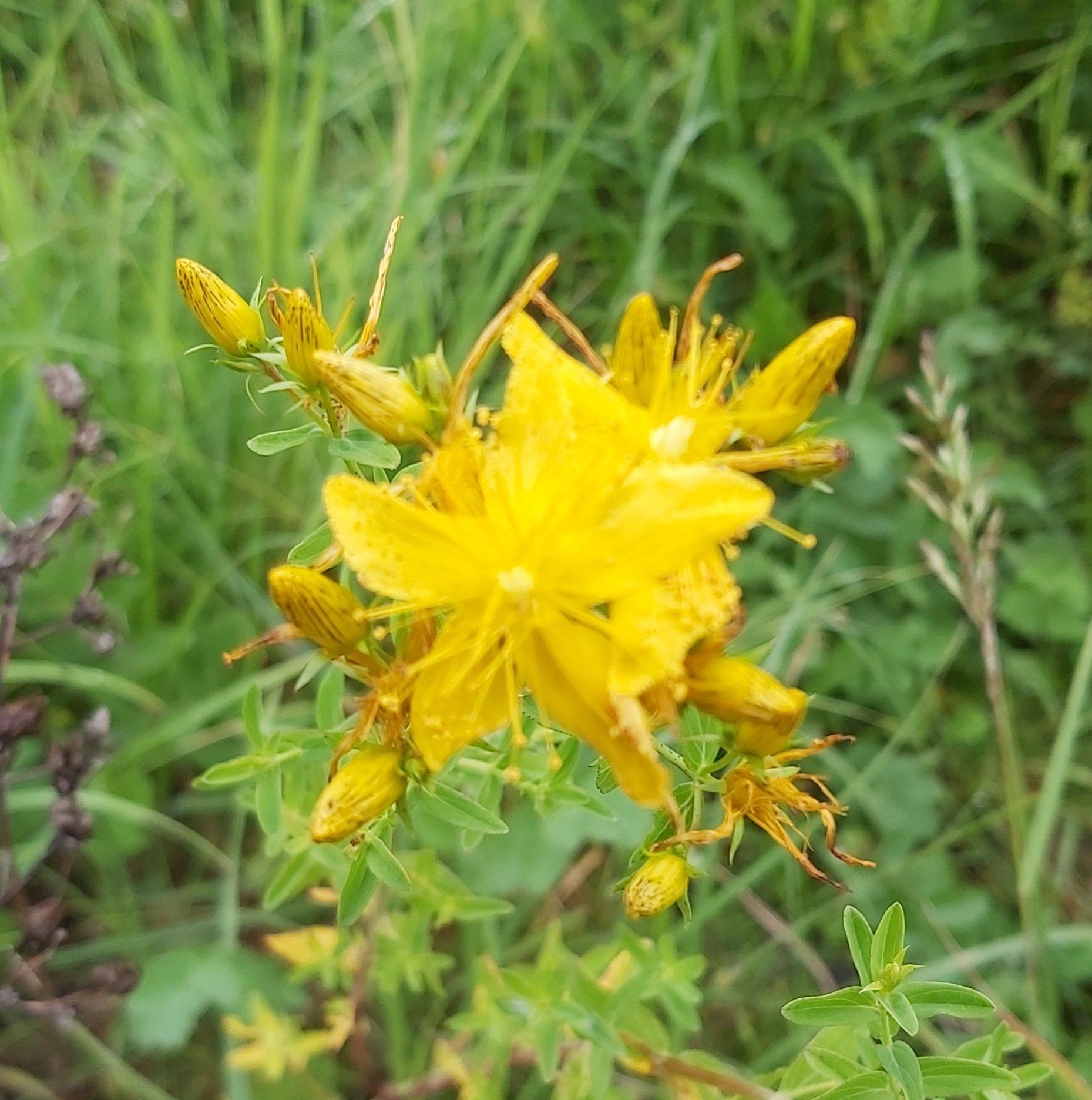 Klamath weed
