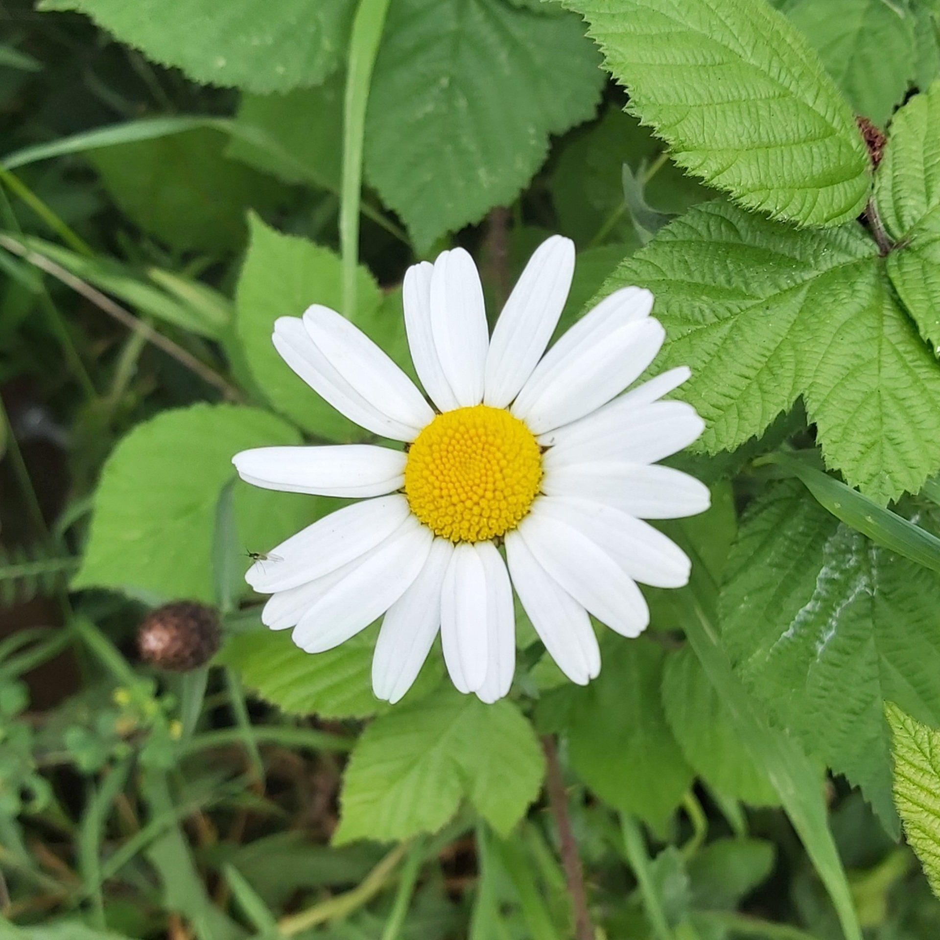 Oxeye daisy