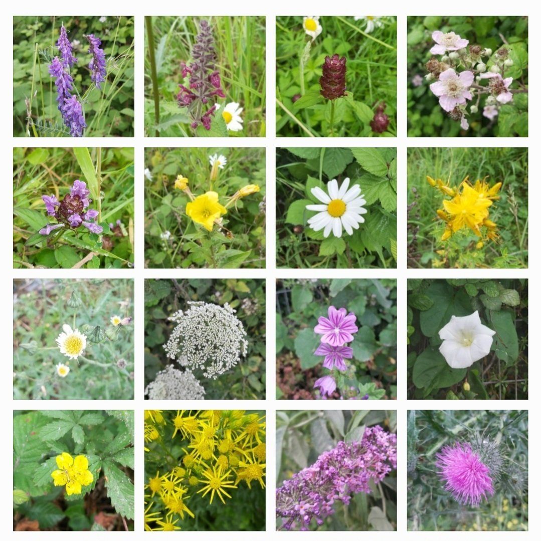 Sixteen wildflowers growing on an industrial estate
