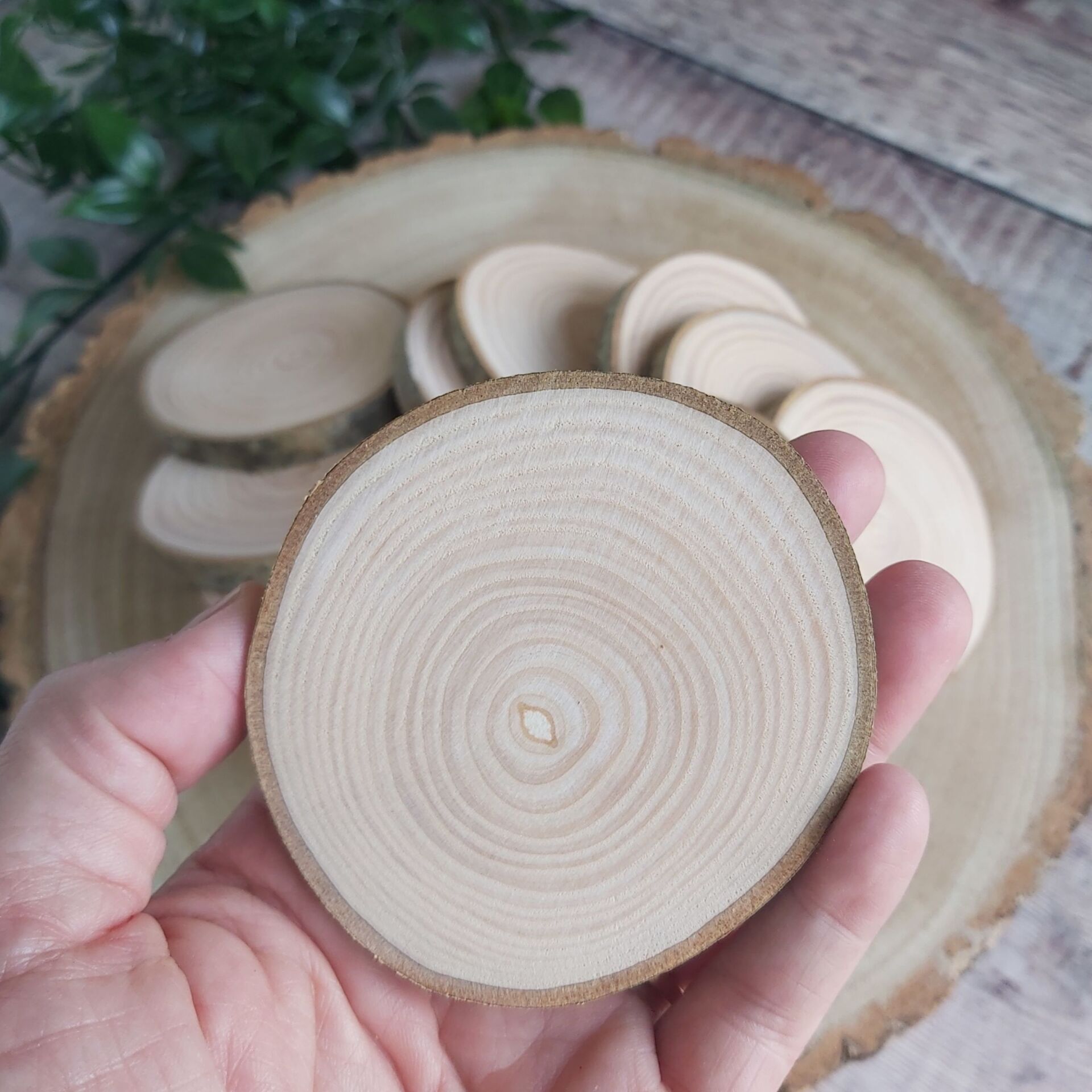 A hand holding an ash wood slice with further slices in the background.