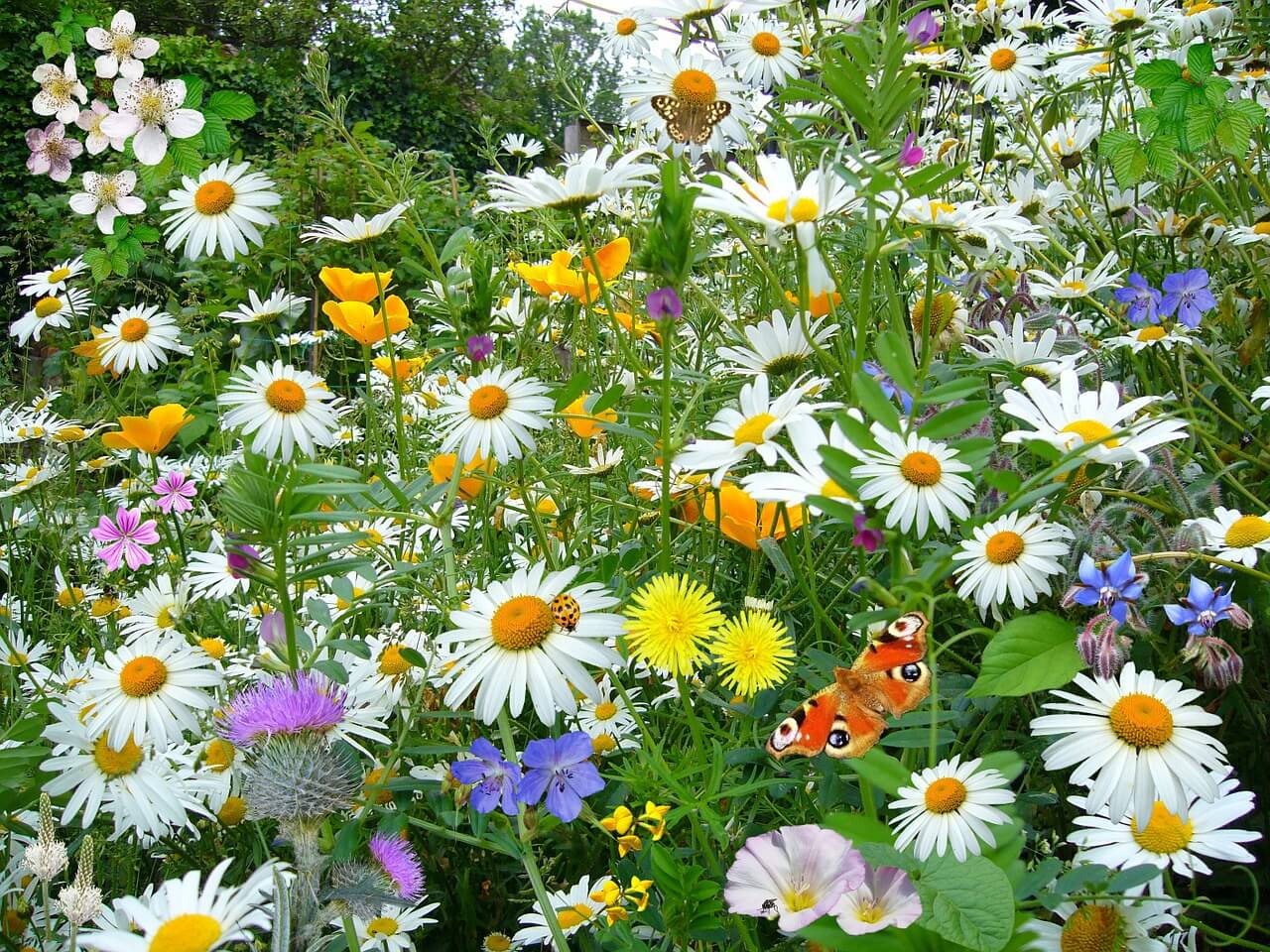 A group of wildflowers