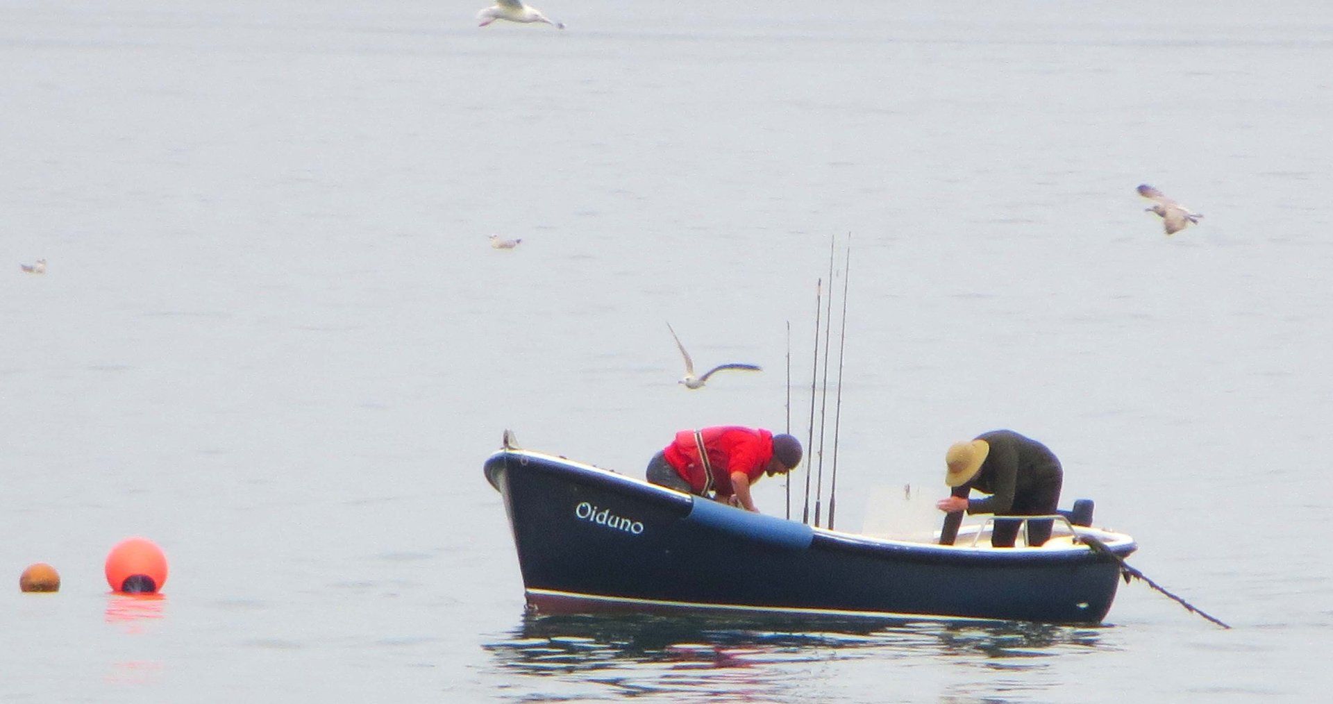gulls after the catch by L A Kent Rogue Flamingo Inspector Treloar Mysteries