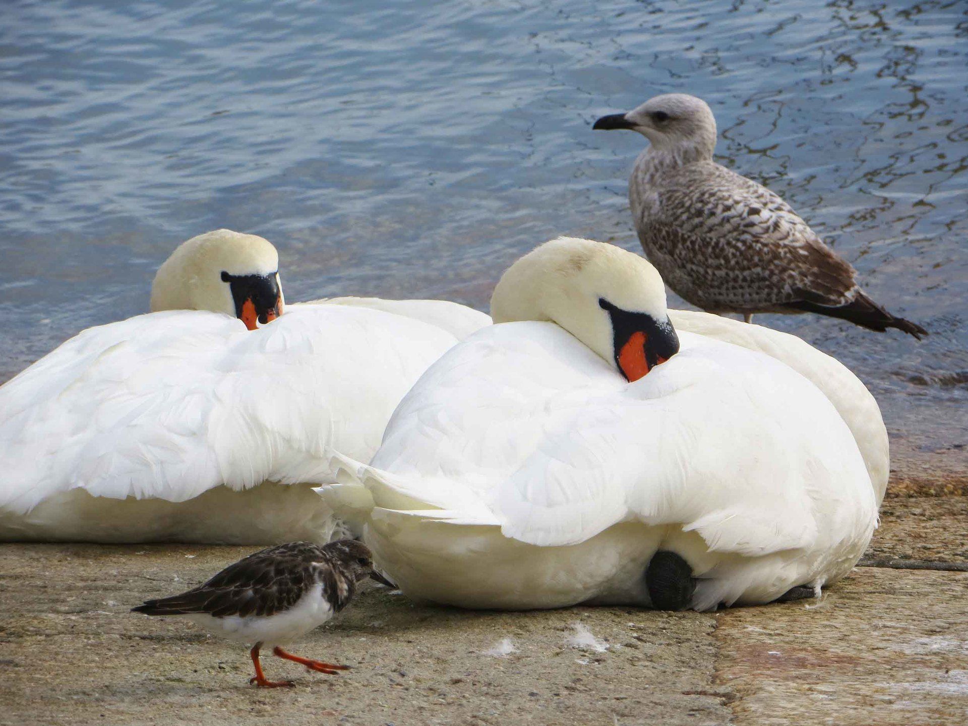 feathered friends on Mevagissey slipway L A Kent Silent Gull DI Treloar series