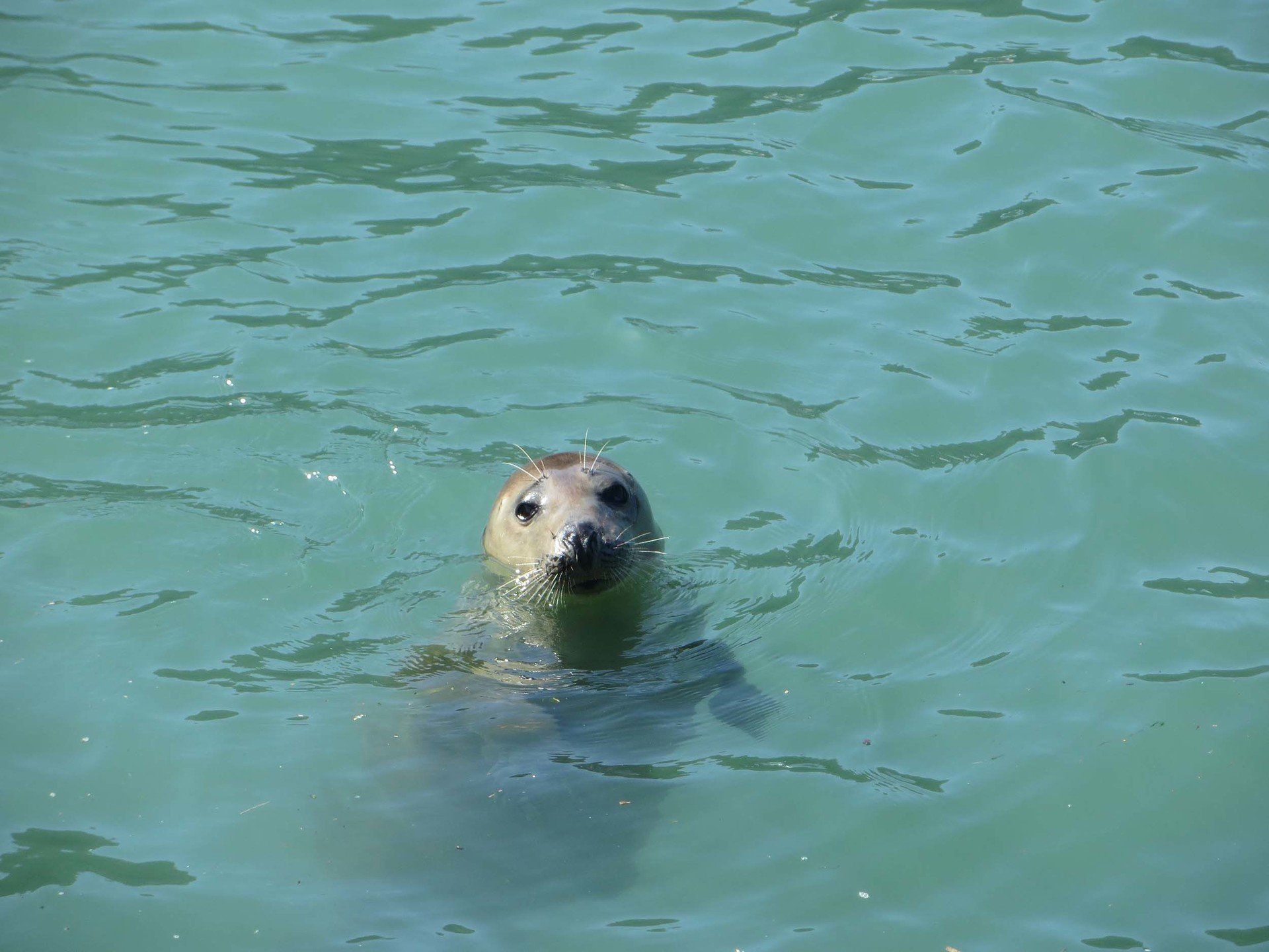 Hello there! L A Kent Silent Gull Inspecor Treloar Mysteries
