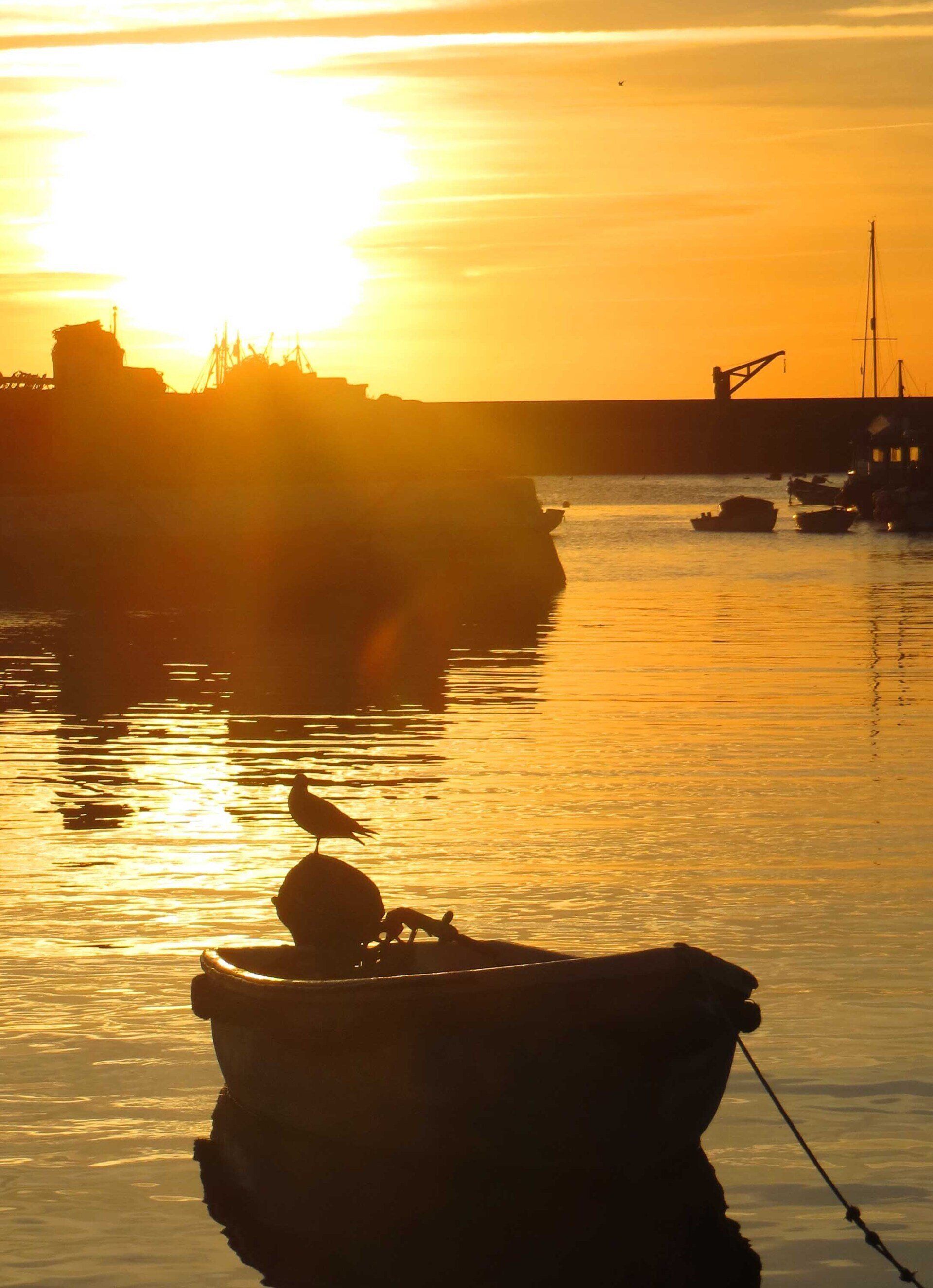 Seagull at dawn