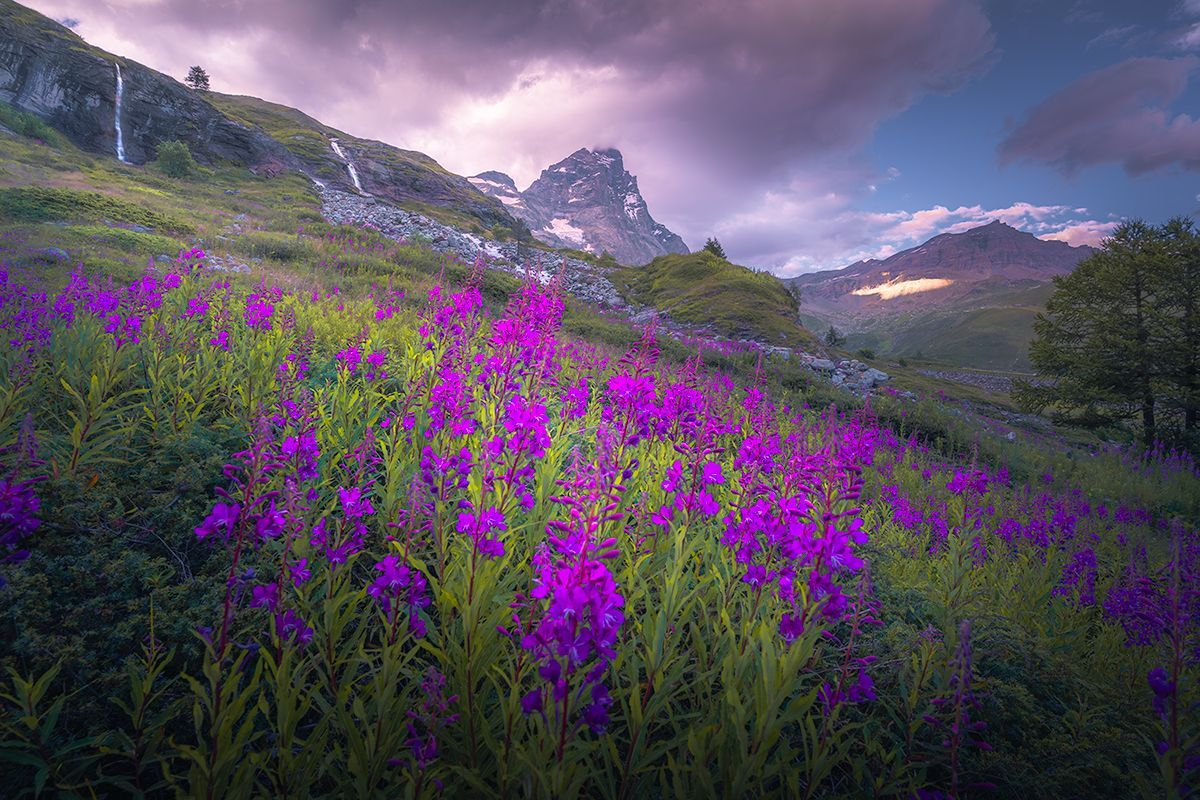 Pinke Blumenwiese vor der Kulisse des Matterhorns, Italien