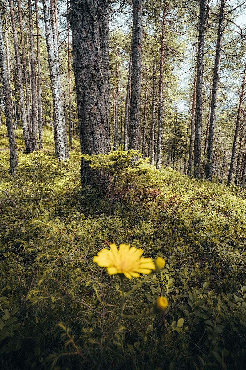 Butterblume inmitten eines Waldes umgeben von Blaubeersträuchen, Südtirol