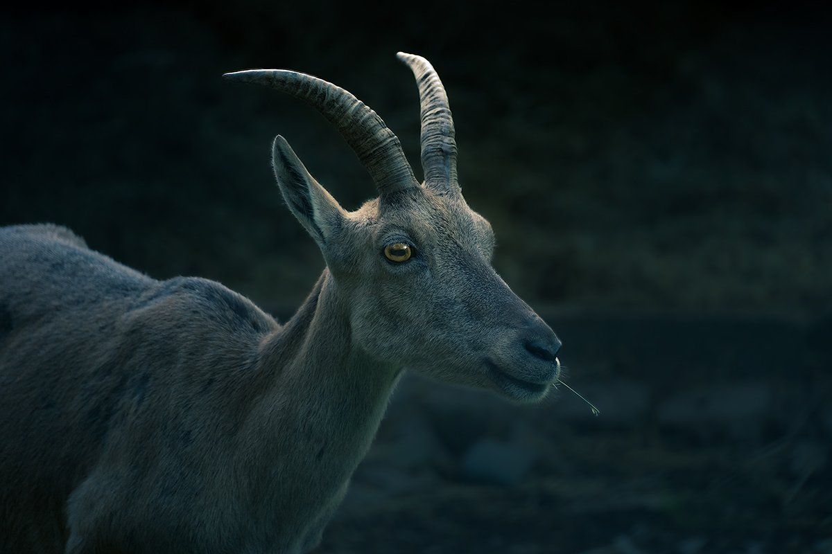 Junger Steinbock