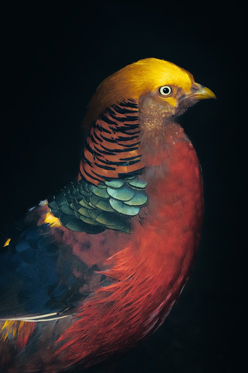 Bunter Vogel im Portrait