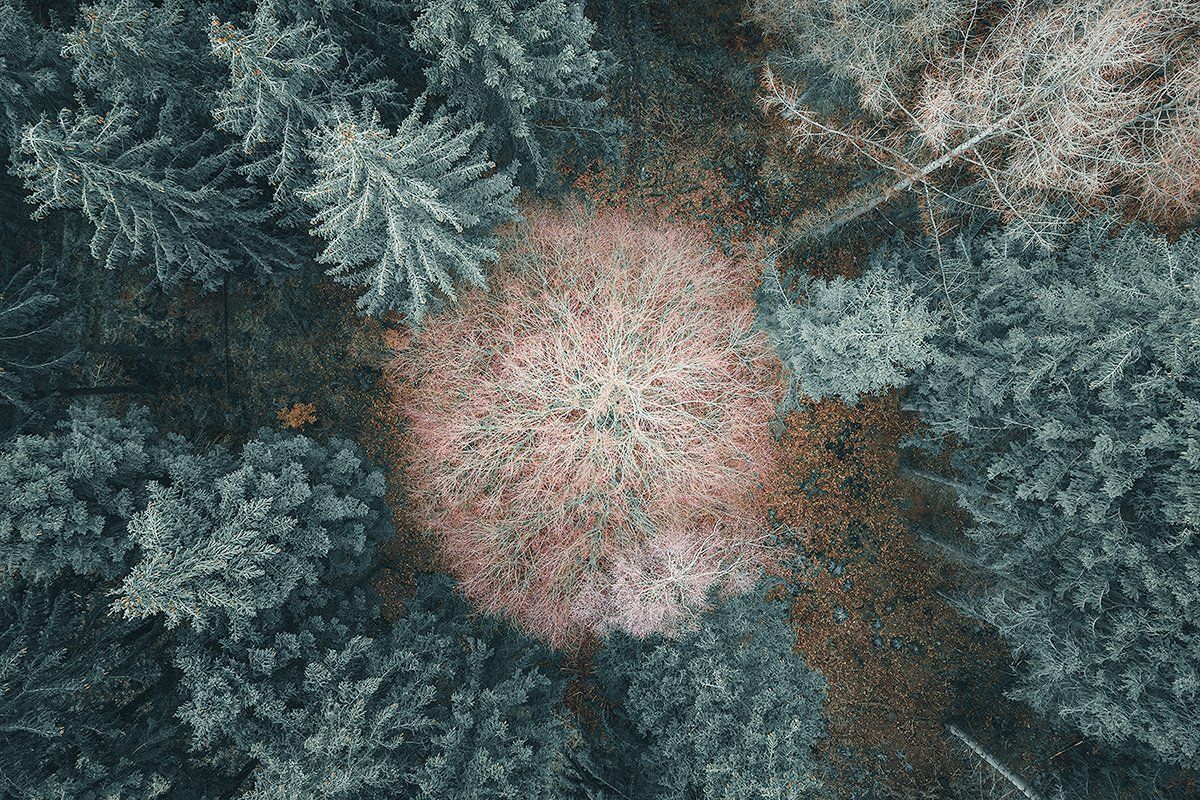 Gemischter Wald aus der Luft, Deutschland