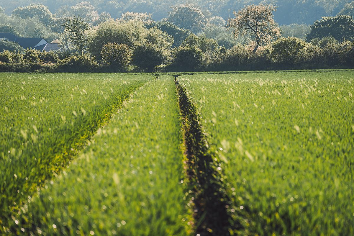 Ein blühendes Kornfeld, Deutschland
