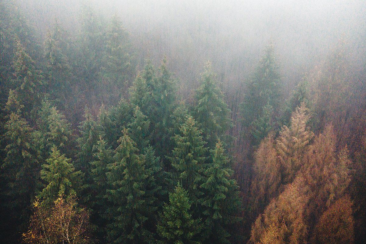 Nebelschwaden im Wald, Deutschland