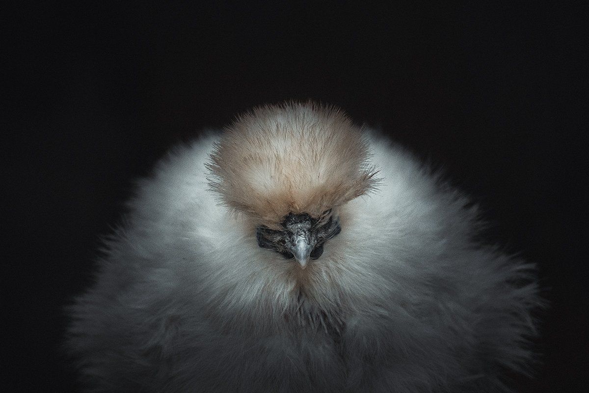 Ein besonderes Huhn im Portrait