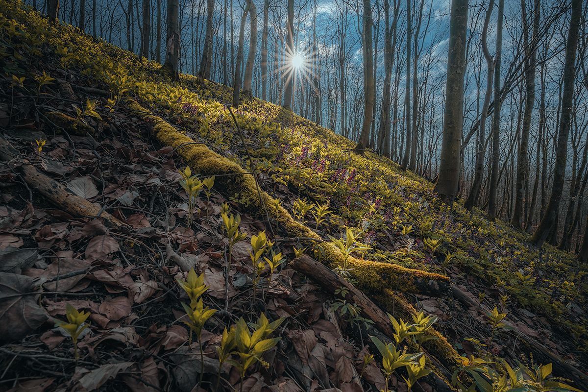 Frühlingserwachen im Teutoburger Wald, Deutschland