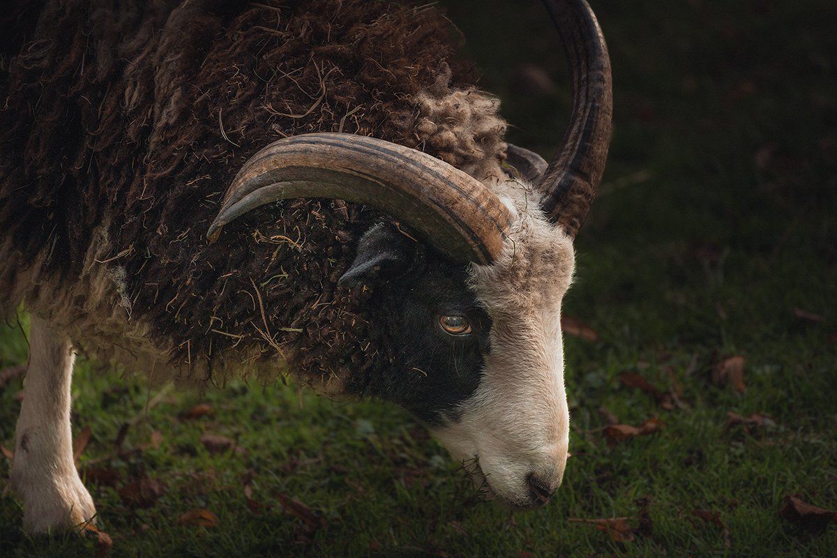 Grasendes Schaf im Portrait