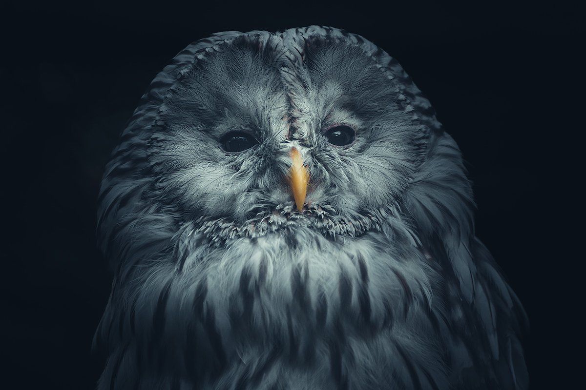 Die Schneeeule im Portrait