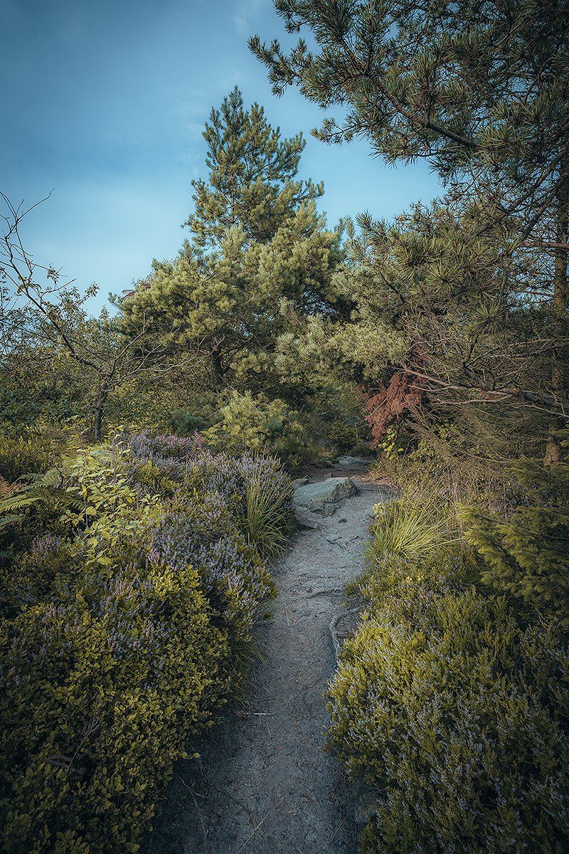 Kleiner Waldpfad am Velmerstot, Deutschland